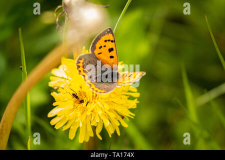 Kleine Kupfer Schmetterling ruht auf einem Löwenzahn in der Nähe der Glocken Mühle, West Midlands, UK. Stockfoto