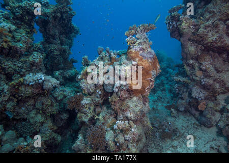 Wenige lebende Reste bleiben auf dem Sterben der Korallenriffe im Roten Meer. Im südlichen Ägypten. Stockfoto