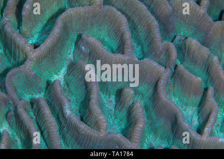 Schließen Sie herauf Bild der brain Coral (Platygyra?) mit fluoreszierenden Markierungen. Stockfoto