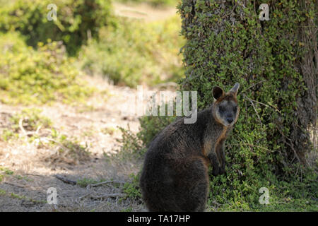 Känguruh Wallaby in Australien, Victoria Stockfoto