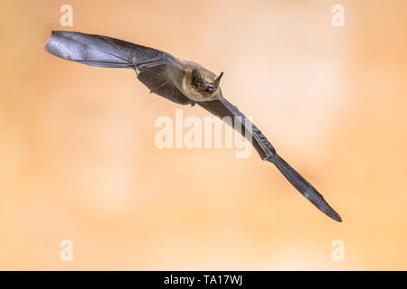 Flying pipistrelle bat (Pipistrellus pipistrellus) Aktion Schuß auf Holz-dachgeschoss von Haus mit hellen Hintergrund Stockfoto