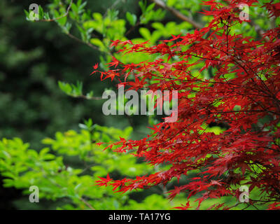 Japanische Rote Lüfter Ahorn in Kamkura Stockfoto