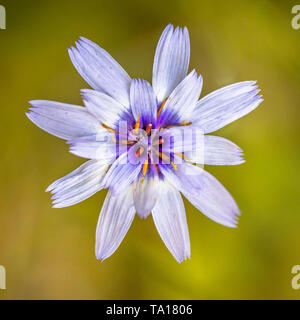 Staude Kopfsalat (Lactuca perennis) symmetrisch Blüte von Oben nach Unten Blick in hellen natürlichen, grünen Hintergrund Stockfoto