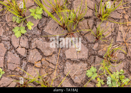 Rissige Erde durch Dürre mit knappen Vegetation als Konzept für Klimawandel und Hunger verursacht Stockfoto