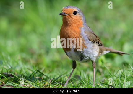Porträt eines Europäischen Rotkehlchen (erithacus Rubecula) Stehend auf dem Gras Stockfoto