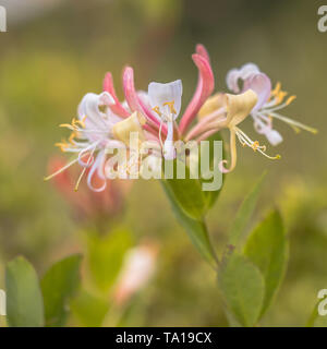 Perfoliate honeysuckle (Lonicera caprifolium) Wildflower im natürlichen Lebensraum mit unscharfen Hintergrund Stockfoto