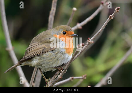 Porträt eines Europäischen Rotkehlchen (erithacus Rubecula) hocken in einer Hecke Stockfoto