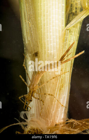 Gebänderte demoiselle Nymphe UK Stockfoto