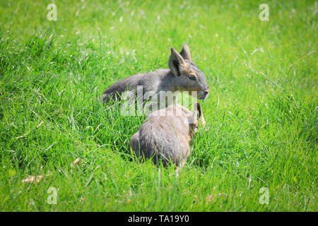 Zwei Patagonische mara Babys (Dolichotis patagonum) sitzen im Gras Stockfoto