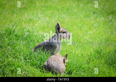 Zwei Patagonische mara Babys (Dolichotis patagonum) sitzen im Gras Stockfoto