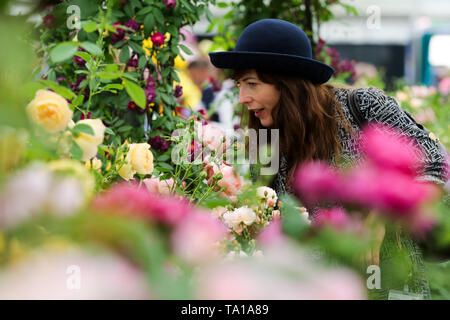 Eine Frau gesehen, die Rosen riechen während der Chelsea Flower Show. Die Royal Horticultural Society Chelsea Flower Show ist eine jährliche Gartenschau über fünf Tagen auf dem Gelände des Royal Hospital Chelsea in London. Die Show ist für das Publikum geöffnet von 21. Mai bis 25. Mai 2019. Stockfoto