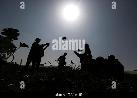 In Gaza. 21 Mai, 2019. Palästinensische Landwirte sammeln Wassermelonen von ihren Feldern im südlichen Gazastreifen Stadt von Khan Younis, 21. Mai 2019. Credit: Yasser Qudih/Xinhua/Alamy leben Nachrichten Stockfoto