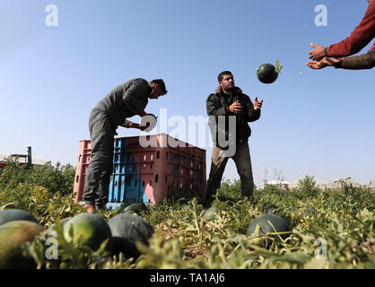 In Gaza. 21 Mai, 2019. Palästinensische Landwirte sammeln Wassermelonen von ihren Feldern im südlichen Gazastreifen Stadt von Khan Younis, 21. Mai 2019. Credit: Yasser Qudih/Xinhua/Alamy leben Nachrichten Stockfoto