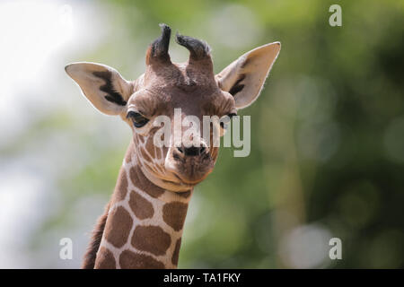 Whipsnade Zoo, UK. 21 Mai, 2019. Vier Wochen alten Baby Giraffe, Khari, genießt eine sonnige Nachmittag am ZSL Whipsnade. Quelle: Chris Aubrey/Alamy leben Nachrichten Stockfoto