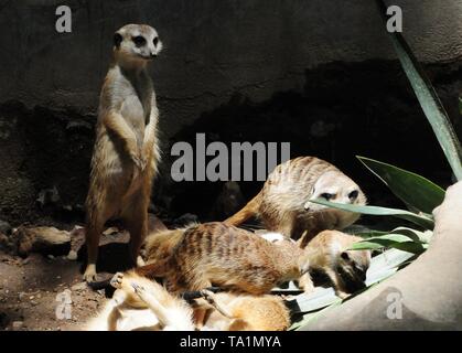 Hangzhou, Hangzhou, China. 22. Mai, 2019. Hangzhou, China - Erdmännchen genießen Sie Sonne an Hangzhou Zoo in Hangzhou, Osten ChinaÃ¢â'¬â"¢s Zhejiang Provinz. Die Erdmännchen (auch bekannt als die Erdmännchen) ist eine kleine Art von Futter Säugetier, das gefunden wird, die in den rauen Bedingungen des offenen und ariden, semi-Wüste im südlichen Afrika. Credit: SIPA Asien/ZUMA Draht/Alamy leben Nachrichten Stockfoto