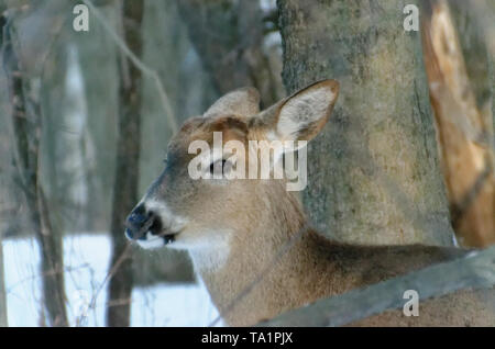 Nahaufnahme einer Weißwedelhirsche in Lynde Ufer Conservation Area, Whitby, Ontario, Kanada Stockfoto