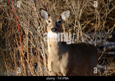 Ein weißwedelhirsche bei mir an Lynde Ufer Conservation Area, Whitby, Ontario, Kanada Stockfoto