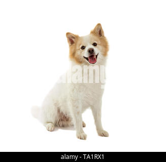 Spitz Hund, reine Rasse auf weißem Hintergrund Stockfoto