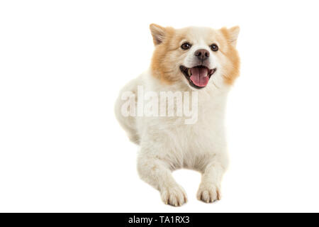 Spitz Hund, reine Rasse auf weißem Hintergrund Stockfoto