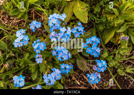 Myosotis alpestris (Alpine Vergiss mich nicht) Spring Mountain Blume Stockfoto