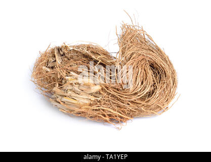 Wurzeln der Chrysopogon zizanioides, allgemein bekannt als Vetiver. Auf weissem Hintergrund. Stockfoto