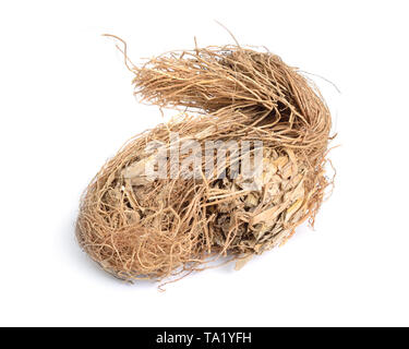 Wurzeln der Chrysopogon zizanioides, allgemein bekannt als Vetiver. Auf weissem Hintergrund. Stockfoto