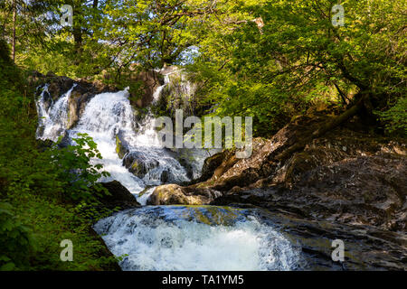Swallow Falls Betws y Coed Conwy Wales Mai 14, 2019 Am Fluss Llugwy, als sie fällt über Swallow Falls Stockfoto