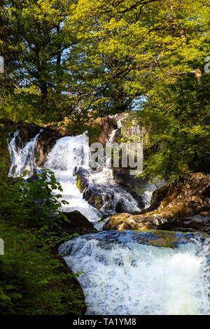 Swallow Falls Betws y Coed Conwy Wales Mai 14, 2019 Am Fluss Llugwy, als sie fällt über Swallow Falls Stockfoto