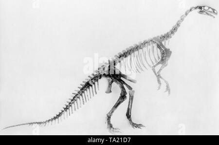 Dieses Foto zeigt die zusammengesetzte Skelett eines Plateosaurus an der Harvard Institut für Vergleichende Zoologie ausgestellt. Im Jahr 1932 war dies das älteste entdeckte Dinosaurier Skelett, er lebte vor 160 Millionen Jahren. Stockfoto