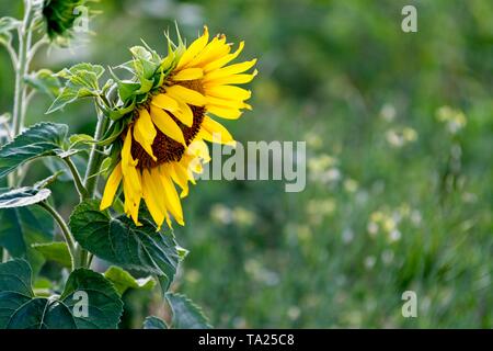 Sonnenblume Stockfoto