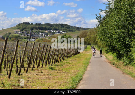 Radfahrer auf der Straße entlang der Mosel in Niederemmel Deutschland mit Weinberge auf den steilen Hängen Stockfoto