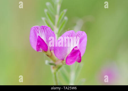 Zierliche, rosa Blüten der gemeinsamen Wicke (Vicia sativa) wachsen auf Wolstonbury Hill - South Downs, West Sussex Stockfoto