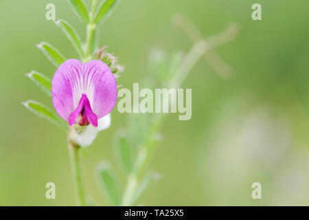 Zierliche, rosa Blüten der gemeinsamen Wicke (Vicia sativa) wachsen auf Wolstonbury Hill - South Downs, West Sussex Stockfoto