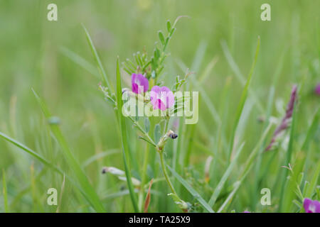 Zierliche, rosa Blüten der gemeinsamen Wicke (Vicia sativa) wachsen auf Wolstonbury Hill - South Downs, West Sussex Stockfoto