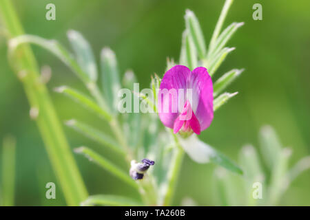 Zierliche, rosa Blüten der gemeinsamen Wicke (Vicia sativa) wachsen auf Wolstonbury Hill - South Downs, West Sussex Stockfoto