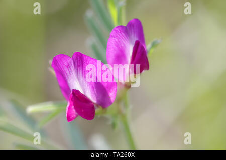 Zierliche, rosa Blüten der gemeinsamen Wicke (Vicia sativa) wachsen auf Wolstonbury Hill - South Downs, West Sussex Stockfoto