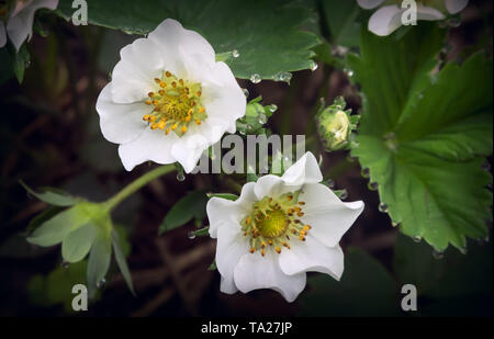 Zarte weisse Erdbeere Blumen mit Tautropfen auf den Blumen und Blätter im Garten wächst. Stockfoto