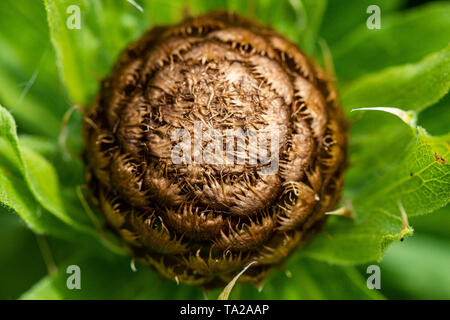 Die blütenknospe eines riesigen flockenblume (Centaurea Macrocephala) Stockfoto