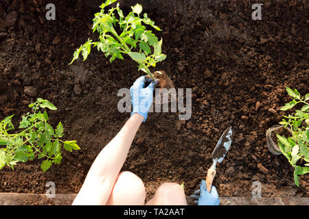 Die Frau Hände pflanzen Tomate Sämlinge im Gewächshaus. Organisches Im Garten arbeiten und Wachstum Konzept Stockfoto