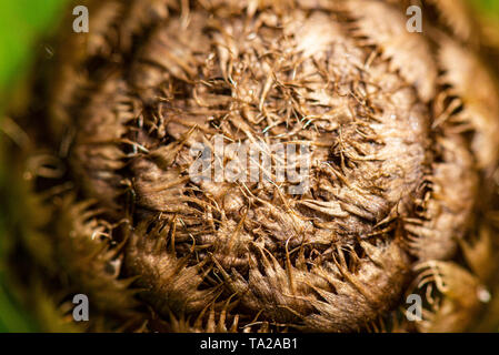 Eine Nahaufnahme einer Blüte Knospe eines riesigen flockenblume (Centaurea Macrocephala) Stockfoto