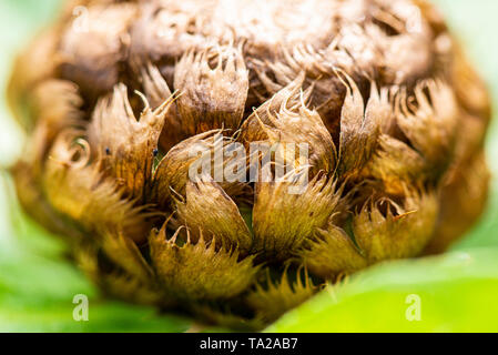 Eine Nahaufnahme einer Blüte Knospe eines riesigen flockenblume (Centaurea Macrocephala) Stockfoto