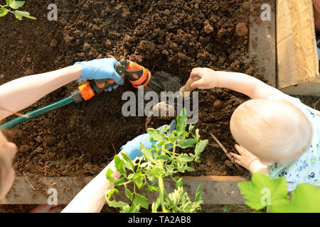 Die Hände der Frau und ein Kind einpflanzen Tomaten Setzlinge im Gewächshaus. Organisches Im Garten arbeiten und Wachstum Konzept Stockfoto