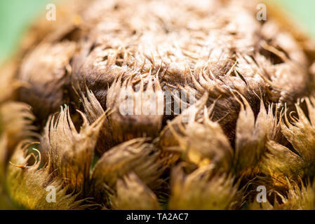 Eine Nahaufnahme einer Blüte Knospe eines riesigen flockenblume (Centaurea Macrocephala) Stockfoto