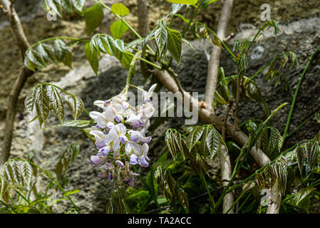 Die Blüten der eine chinesische Glyzine (Wisteria sinensis) Stockfoto