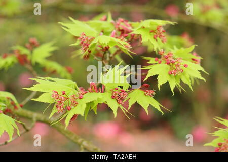 Acer palmatum 'Osakazuki' Blumen und frischen Frühling Laub-UK Stockfoto