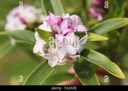 Pring's Daphne bholua Schönheit". Stark duftenden Blüten von Daphne 'Spring Beauty'-UK Stockfoto