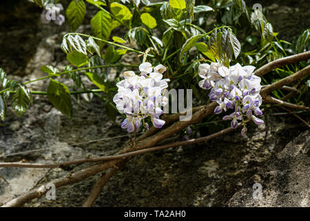 Die Blüten der eine chinesische Glyzine (Wisteria sinensis) Stockfoto