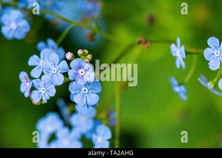 Die Blüten der sibirischen bugloss (Brunnera macrophylla) Stockfoto