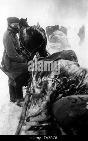 Pferdeschlitten im Bereich der Klin im mittleren Abschnitt der Ostfront im Winter Kämpfe nach dem Ende der Offensive in Richtung Moskau. (PK Foto: kriegsberichterstatter Bauer). Stockfoto