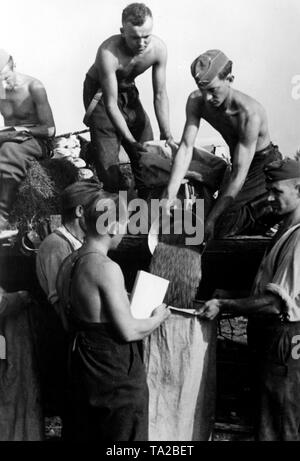 Deutsche Soldaten gießen Korn in Säcken aus einem Zug Wagen. Sie sind zu einem brückenkopf der Wolchow in der Stadt Kirishi entfernt. Foto der Propaganda Firma (PK): kriegsberichterstatter Wanderer. Stockfoto